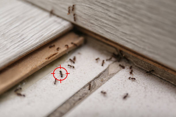 Best Termite Control Services  in Vicksburg, MS